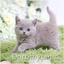 장화신은 고양이 & 강아지 미용 | 우산동고양이분양 촉촉하고 순한 큰 눈망울이 장화신은 고양이