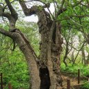 서대산목장 | 한강기맥5차 1구간 상원사~두로령~두로봉~두로령~상왕봉~오대산 비로봉~호령봉~계방산~운두령