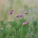 보리수식당 이미지