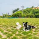 김세환 농장 | 애견동반 펜션