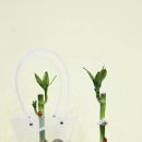 반려식물 원예아트 이미지