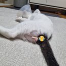 펫츠아일랜드 | 냥냥이 육묘일기_맘아픈 중성화편