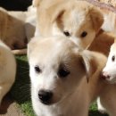 위트브로 이미지