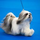 견종 소개 (28) [라사 압소] (Lhasa Apso) 이미지