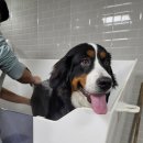 금돌이네펫(펫택시) 이미지