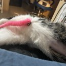 24시 글로리 동물병원 이미지