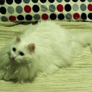 왕자이불 이미지