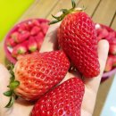 과일톡
