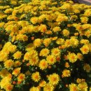 카페꽃길 이미지