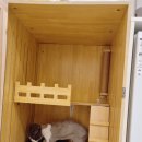 고양이의 산책:묘책 | 동탄 고양이 털 미용 무마취 미용 찾고 있다면 여기 묘책~