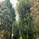 여의나루로2길 이미지