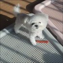 은하수펫샵 | 인천미니비숑 키우기 위한 판도라독 방문 후기