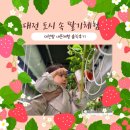 대전청사아람어린이집 | [대전팜 모던] 대전 도심 속 딸기체험::대전지하도가 딸기농장으로 변신 I 대전팜 내돈내산솔직후기...