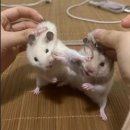 그로브짐 이미지