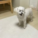 모찌네 살롱 이미지