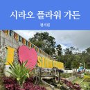 [세부 여행] 리틀 암스테르담 시라오 플라워 가든