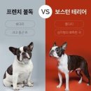 몽몽이 애견미용 이미지