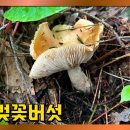 밤버섯(다색벚꽃버섯) 친구! 가마벚꽃버섯 CUT (황태달 장PD 포고PD) 이미지