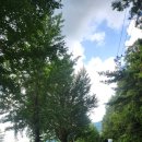 남도삼백리길(11코스) | [전남][순천] 남도 삼백리길 11코스 호반벚꽃길, 상사호길 드라이브길 코스 (벚꽃 나무 터널)