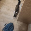 냥이 싸롱 이미지