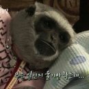 오산매운오뎅 이미지