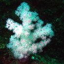 제주연안 연산호 군락지 이미지