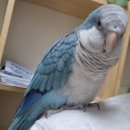 군포시 대야미동 파란색 앵무새 찾습니다. 이미지