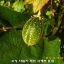 수정-16 이미지
