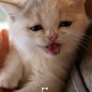 13번째고양이 이미지