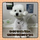 반려동물의류및용품제작(야간) | [강아지목걸이] 렌토아센토 클로버 하트 인식표 후기🍀 예쁘고 감성있는 안전한 이름표 목걸이