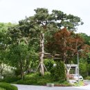 용의성 Daum카페