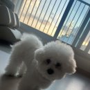 플러피하우스 | K9 플러피 스프레이