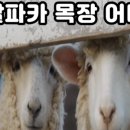 영호목장 이미지
