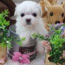 우아펫 대전점 이미지