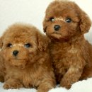 도그마루 강아지고양이 청주점 이미지