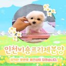 펫앤펫 인천점 강아지분양의 모든것 네이버블로그