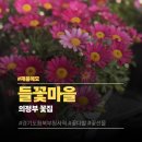 지디알플러스들꽃 | 의정부 들꽃마을 경기도북부청사 근처 의정부 꽃집 추천 변함없이 찾게 되는 동네 꽃집