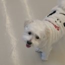 애견카페 제니콩콩 이미지