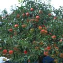 청풍농장 이미지