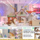 일신민박 | 브리티시숏헤어입양 후 우리 가족의 일상이 달라졌어요