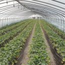 윤기농장2 네이버블로그