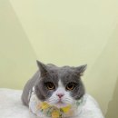 미야옹실 이미지