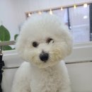 동그란 멍멍이 이미지