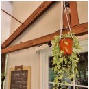 카누720애견풀빌라 이미지