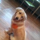 놀아줄개 이미지