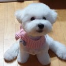 오도DOG 펫살롱 이미지