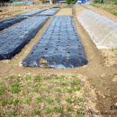 한샘농장 이미지