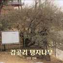 인천 강화 | 갑곶리 탱자나무 여행추천 가볼만한곳