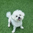 호다다애견유치원 이미지