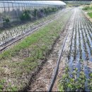 관수농장 이미지